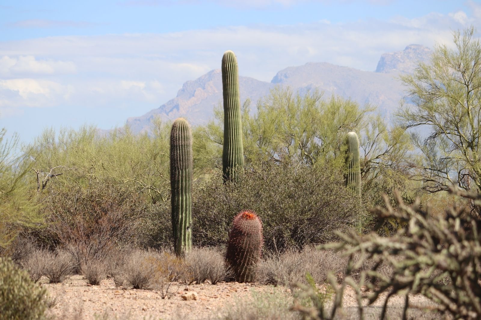 Scottsdale travel guide tips on getting around Scottsdale, costs and what we wish we knew