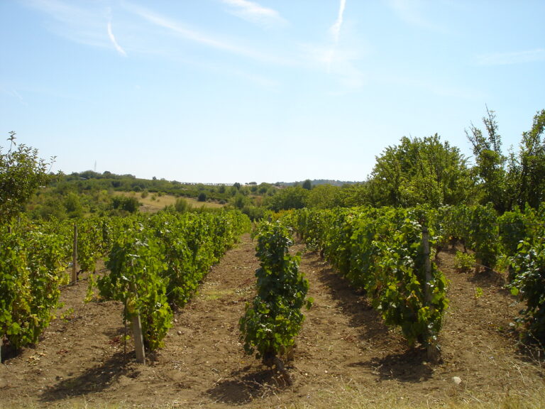 Rows of vineyards in the Tikves wine region of North Macedonia