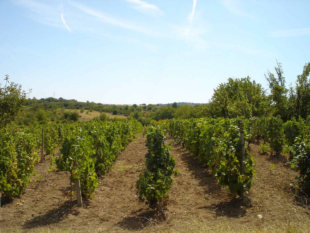 Rows of vineyards in the Tikves wine region of North Macedonia