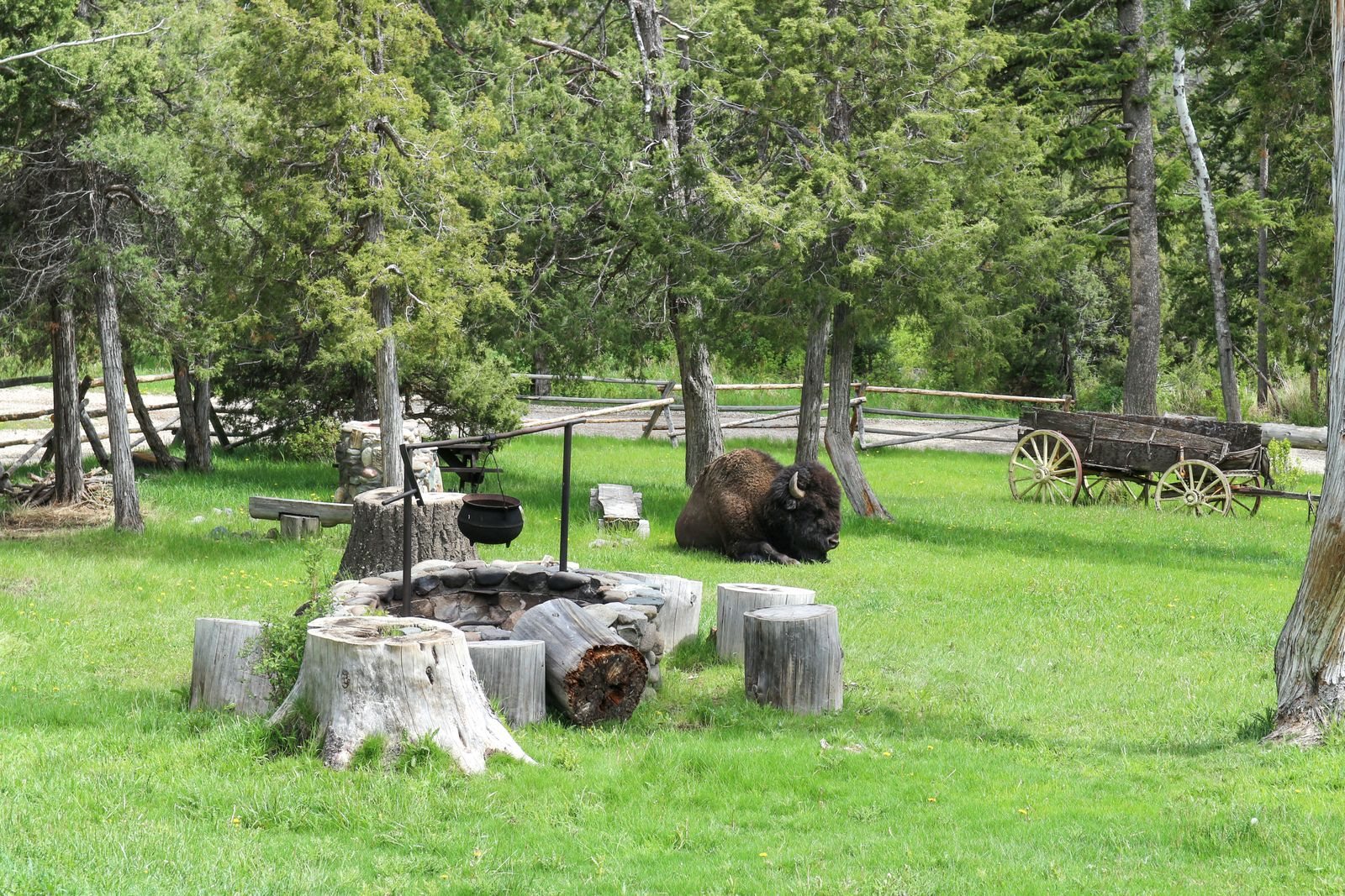 Yellowstone National Park travel guide tips on getting around Yellowstone, costs and what we wish we knew